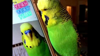 Beatboxing to instabird