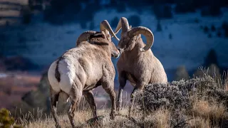 Bighorn Ram BATTLE in Wyoming!