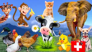 Pelajari tentang hewan yang sudah dikenal: kucing, sapi, kuda, anjing, ayam - Suara binatang