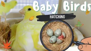 The Canaries are HATCHING + African Red headed finches 🥳