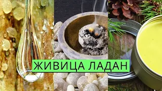 281.ЖИВИЦА. Рецепты ЛАДАНа, жвачки, конфет, мази, бальзама и т.д.