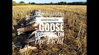 Hanhijahtia sänkimaalta - Goose Decoying on the Field