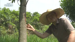 [102회] '황칠나무'로 연매출 20억!!