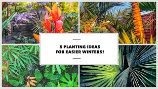 Planting a UK Tropical Style Garden without Winter Worries!