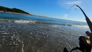 Spin Fishing for Kahawai at The Waimakariri River Mouth Summer 2024