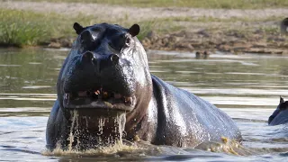 Moremi, the Kindgom of the Hippopotamus