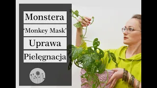 Monstera 'Monkey Mask' - uprawa, pielęgnacja, choroby, rozmnażanie. Dlaczego jej liście żółkną?