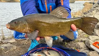 Ar galima dabar pagauti lyną 2