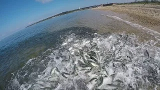 Giant Bluefish. Underwater Feeding Frenzy & Underwater Popper Strikes.