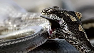 Iguana vs Snakes | Behind the Scenes | Planet Earth II