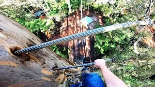 Scaling the World's Tallest Climbing Tree - No Safety Gear! Dave Evans Bicentennial Tree, Pemberton