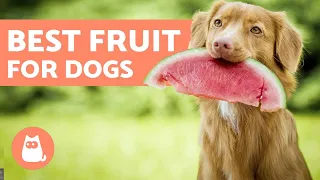 The BEST FRUIT for DOGS - Benefits and Servings