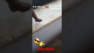 el la vida real vs la rosa de guadalupe 😱😱😱👍❤😁