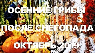 ГРИБЫ ПОСЛЕ СНЕГОПАДА! СКОЛЬКО ГРИБОВ В ЛЕСУ В КОНЦЕ ОКТЯБРЯ 2019! СЪЕДОБНЫЕ ГРИБЫ 2019.