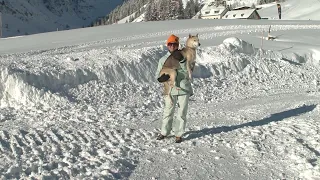 CAFÈ PULS MODERATORIN BIANCA SCHWARZJIRG LERNT HUNDESCHLITTEN FAHREN IN  BAD GASTEIN