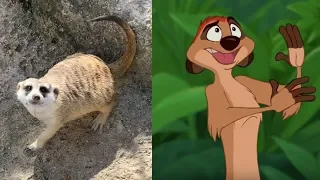 Timon from Lion King in Real Life | Meerkat at the Zoo
