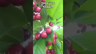 Черешня Кордія