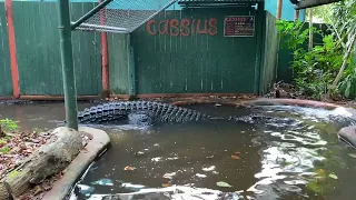 Cassius the world’s largest crocodile in captivity