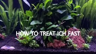 ICH-X Treatment Quick, Safe and Effective