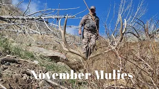 November Mulies | Idaho The Season 6 ep.3