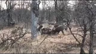 Hyena getting mauled by a wild dog pack