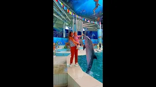 dolphin kissing baby #Shorts