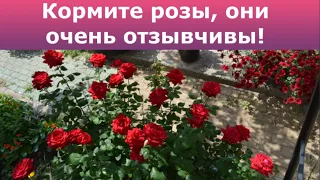 Кормите розы, они очень отзывчивы!