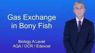 A Level Biology Revision "Gas Exchange in Bony Fish"