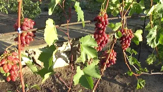 Гибридная форма винограда Голуба А.А. Журавчик Вишнёвый в Воронеже.