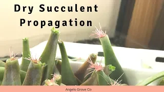 Dry Succulent Propagation // Angels Grove Co