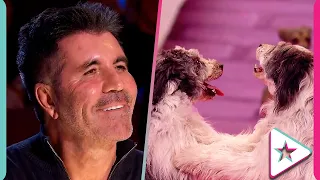 Top 5 Dog Auditions Which Our Judges LOVED on Britain's Got Talent!