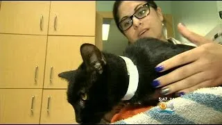 Local Vets Care For Cat Caught In Pipe