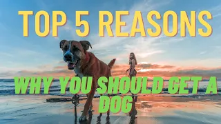 TOP 5 REASONS WHY YOU SHOULD GET A DOG !!