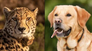 Animal friendships you won't believe l Crazy Animal Friendships