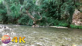 4K Wonderful birds singing in the forest and natural river sounds - Relaxation Meditation