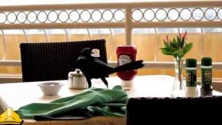 VERY HUNGRY BIRDS COMPILATION 2016