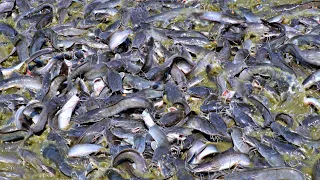 Hybride Magur Fish Farming In India || Usaha Budidaya Lele