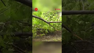 Cyclone Mandous Aftermath: Large Tree Uproot In Chennai, Tamil Nadu