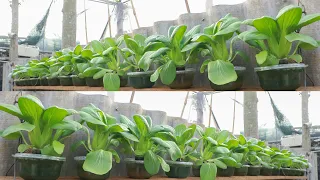 If you don't have a garden try this vegetable growing method - No soil required - Easy