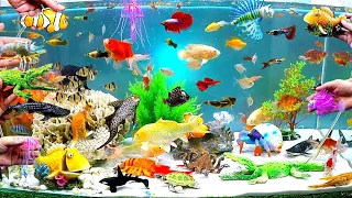 Sea Animals And Cute Animals, Crocodile, Goldfish, Shark, Crab, Snake, Clownfish, Octopus, Guppies