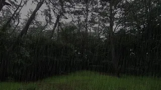 Rain in the forest will wet your heart /Stress Relieving White Noise ambience