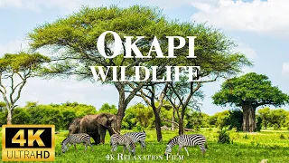 "Explore Okapi Wildlife Sanctuary: A Hidden Gem in the Congo Rainforest" : 4K Relaxation Film