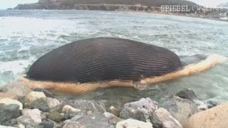 Gefährliches Strandgut: Wal-Kadaver kurz vor Explosion | DER SPIEGEL