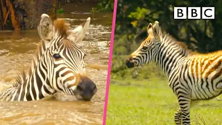 Zebra gets swept away as her foal watches on 🦓🥺 Serengeti II - BBC