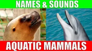 AQUATIC MAMMALS Names and Sounds for Kids to Learn | Learning Aquatic Mammals for Children