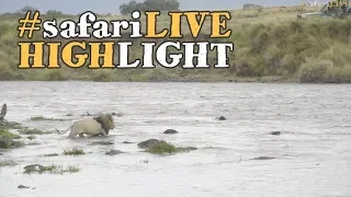 Lion crossing the Mara River!