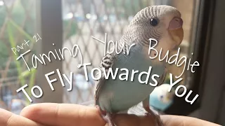 How to Teach Your Parakeet to Fly to You