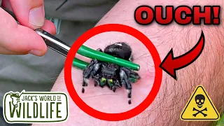 JUMPING Spider BITE! ARE They DANGEROUS?!