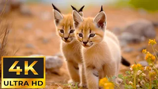 Baby Wild Animals 4K ~ Restores the nervous system, music heals the heart and blood