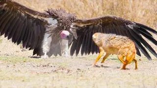 OS PÁSSAROS MAIS PERIGOSOS E MORTAIS JÁ VISTOS NO PLANETA - SURPREENDENTE DOCUMENTÁRIO DUBLADO